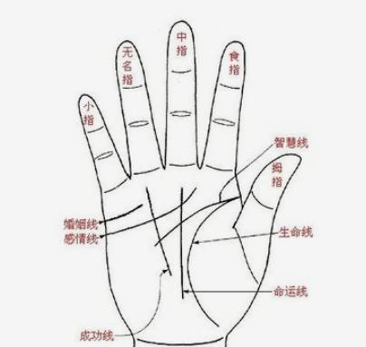 手掌上的八卦说明,揭秘手掌奥秘与生命智慧  第3张