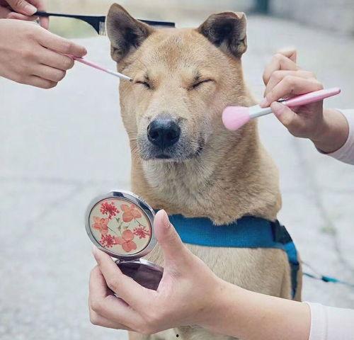 动物演员,揭秘动物演员的精彩瞬间  第2张